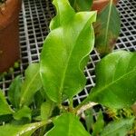 Myrmecodia tuberosa برگ