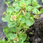 Chrysosplenium americanum عادت