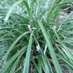 Liriope spicata Folha