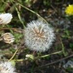 Crepis foetida Mbuma