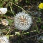 Crepis foetida Vrucht