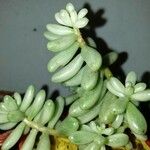 Sedum × rubrotinctum List