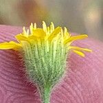 Pulicaria paludosaFleur