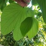 Bauhinia monandra Hoja