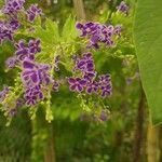 Duranta erectaFlower