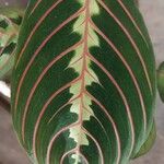 Maranta leuconeura葉