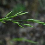 Festuca heterophylla Flor