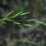 Festuca heterophylla Flower