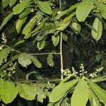 Ocotea atirrensis Otro