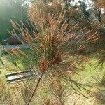 Casuarina equisetifolia برگ