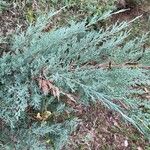 Juniperus scopulorum叶