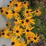 Rudbeckia fulgidaFlower