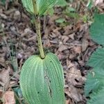 Epipactis purpurata Leaf