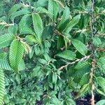 Carpinus japonica ഇല