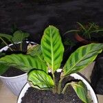 Calathea zebrinaFulla