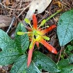 Passiflora cinnabarina Flor
