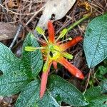 Passiflora cinnabarina Fleur