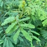 Mimosa diplotricha Leht