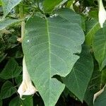 Brugmansia x candida Other