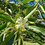 Tabernaemontana persicariifolia Flower