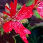 Pelargonium inquinans 花