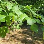 Tilia x europaea Blad