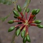 Guatteria hirsuta Fruit