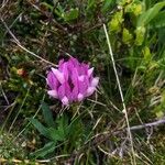 Trifolium alpinum Flower