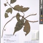 Rutidea insculpta Otro