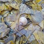 Ginkgo biloba Fruit