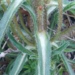 Campanula speciosa Leaf