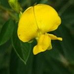 Cajanus cajan Flower