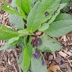 Verbascum phoeniceum Leaf