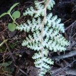 Cheilanthes lendigera Hábito
