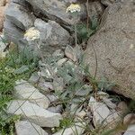 Achillea nana Habit