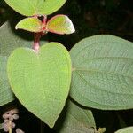 Miconia costaricensis Leaf