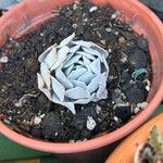 Dudleya pulverulenta Leaf