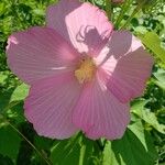 Hibiscus moscheutos Flower