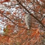 Pinus brutia Fruit