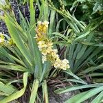 Sisyrinchium striatum Leaf