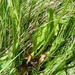 Crepis aurea Lapas