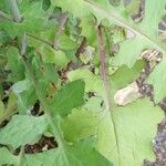 Lactuca muralis Leaf