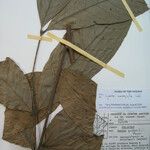 Guarea macrophylla Прочее