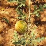 Citrullus colocynthis Fruto