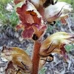 Orobanche gracilis Bloem