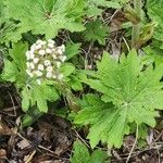 Petasites frigidusফুল