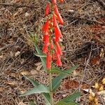 Penstemon eatonii Цвят