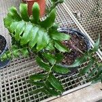 Cyrtomium falcatum 形態