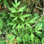 Conopodium majus Leaf