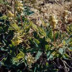 Astragalus frigidus Yeri